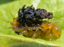 Argus Tortoise Beetle